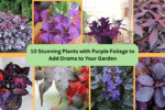 10 Stunning Plants with Purple Foliage to Add Drama to Your Garden