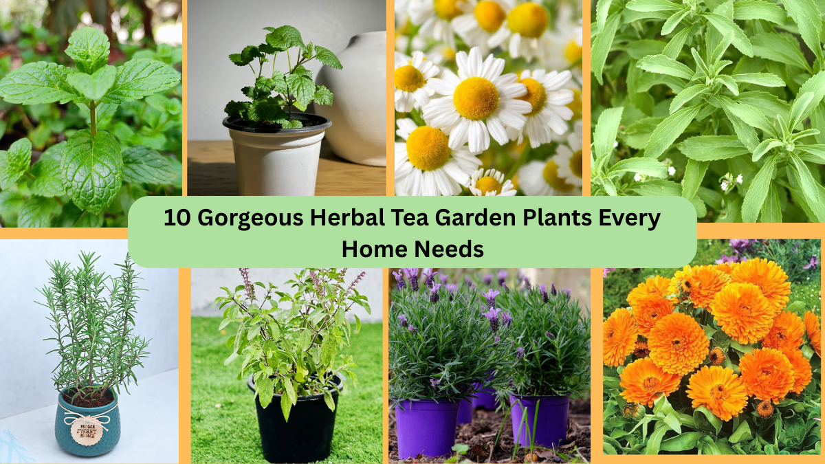 10 Gorgeous Herbal Tea Garden Plants Every Home Needs