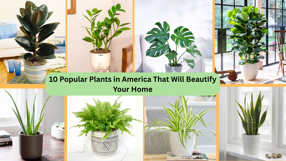 10 Popular Plants in America That Will Beautify Your Home