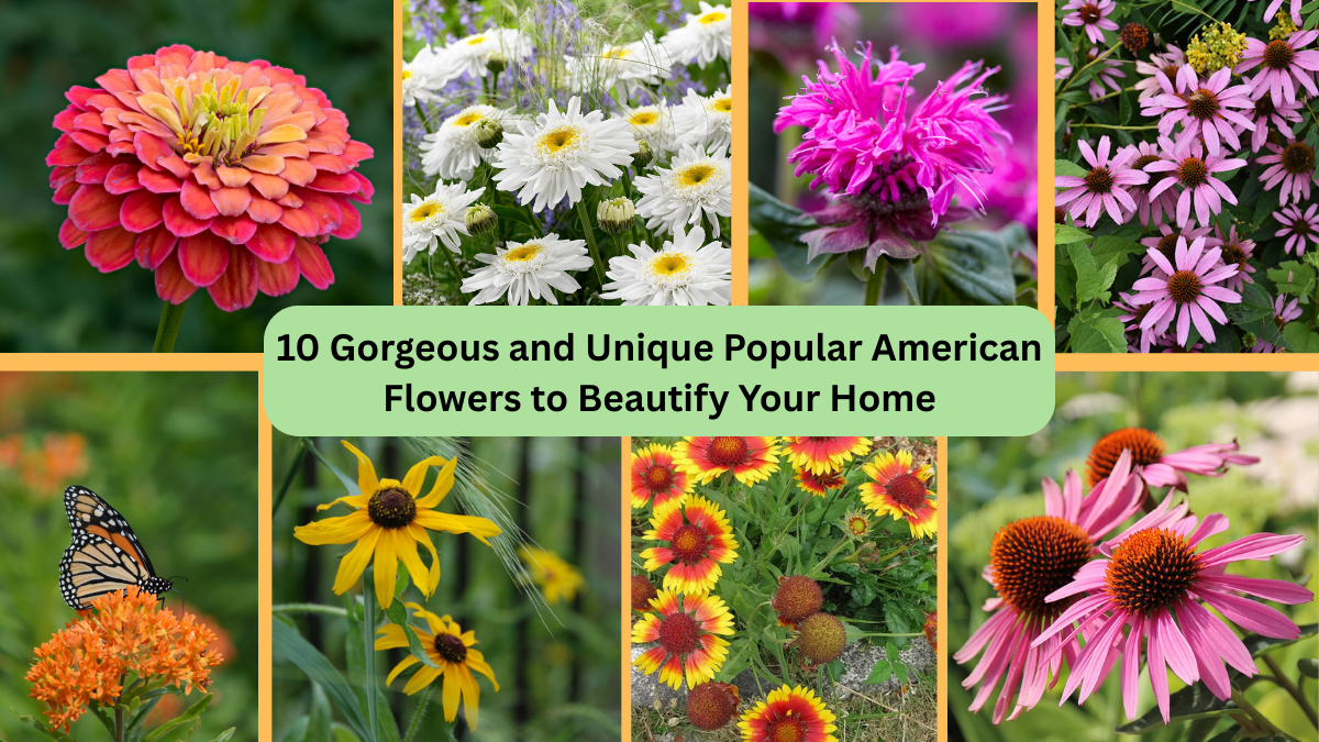 10 Gorgeous and Unique Popular American Flowers to Beautify Your Home