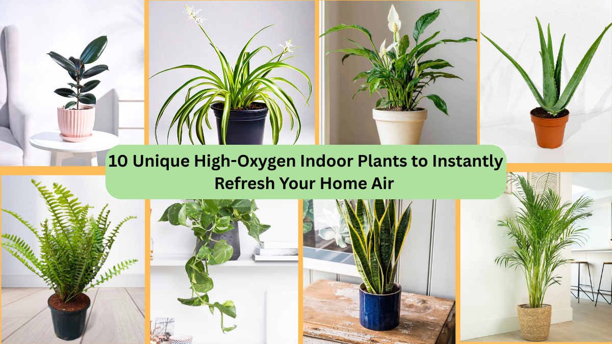 10 Unique High-Oxygen Indoor Plants to Instantly Refresh Your Home Air 