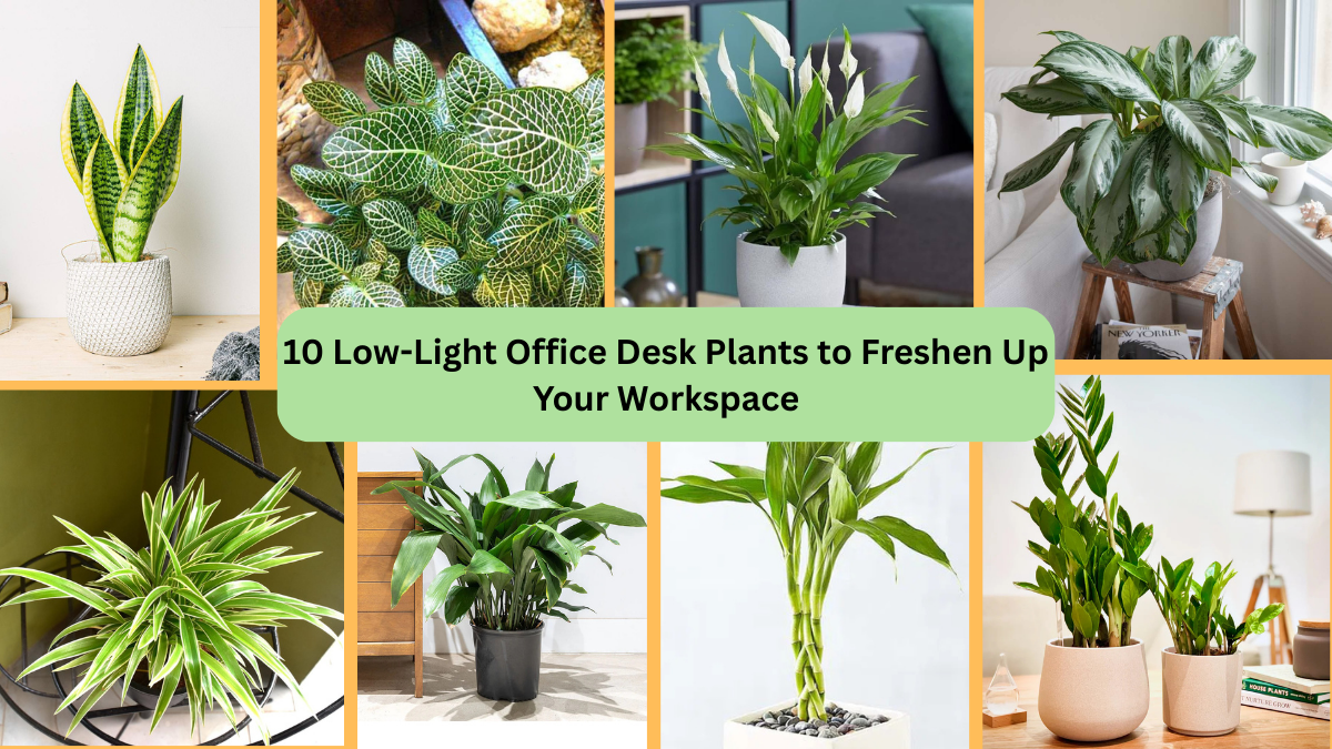 10 Low-Light Office Desk Plants to Freshen Up Your Workspace