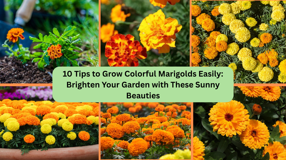 10 Tips to Grow Colorful Marigolds Easily: Brighten Your Garden with These Sunny Beauties