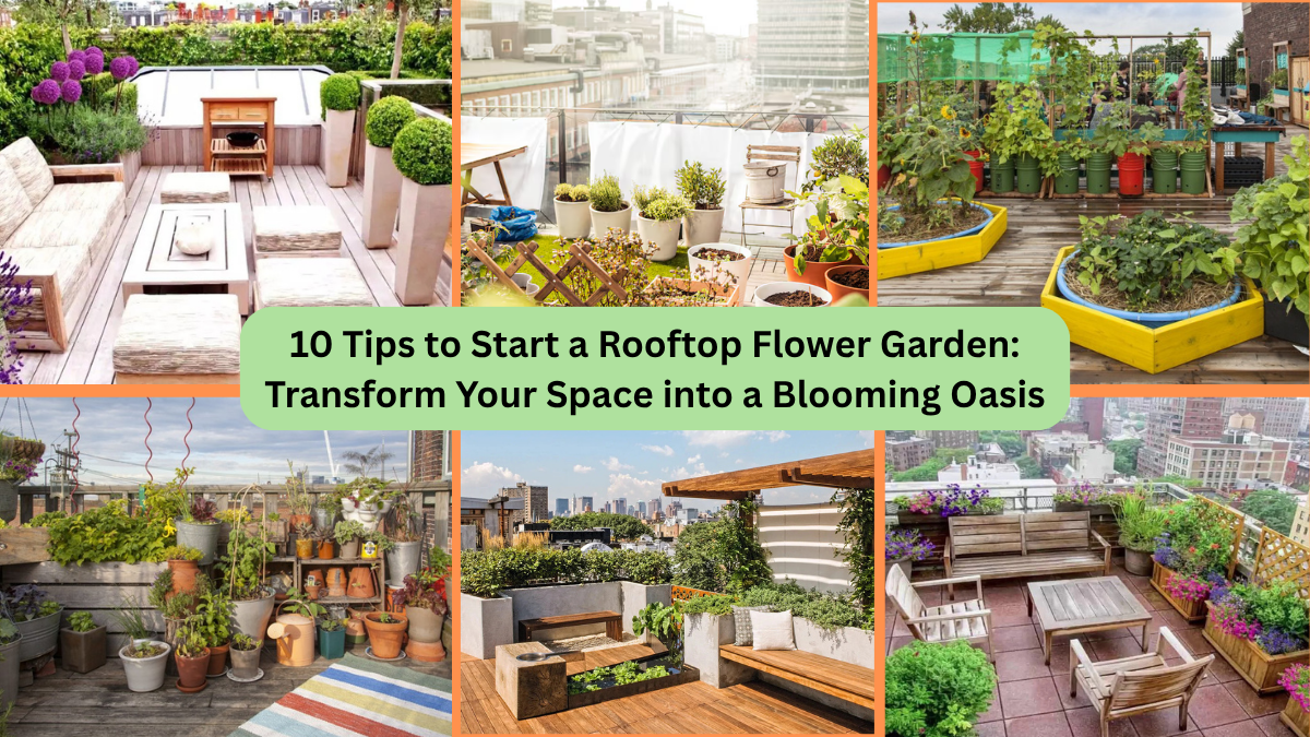 10 Tips to Start a Rooftop Flower Garden: Transform Your Space into a Blooming Oasis