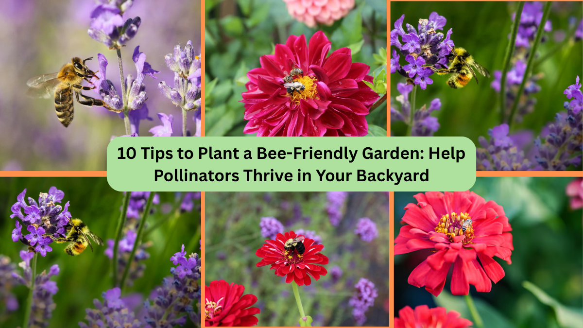 10 Tips to Plant a Bee-Friendly Garden: Help Pollinators Thrive in Your Backyard