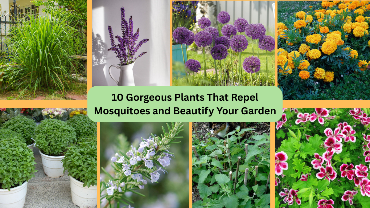 10 Gorgeous Plants That Repel Mosquitoes and Beautify Your Garden