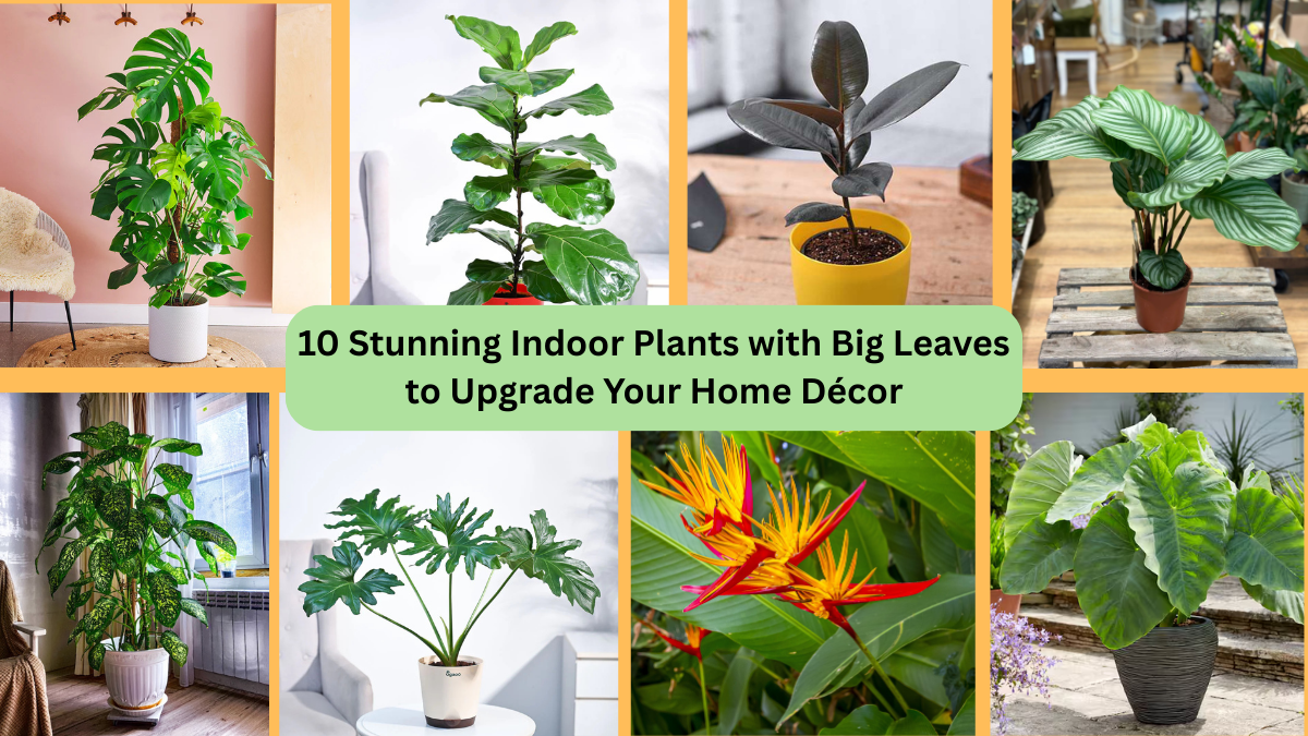 10 Stunning Indoor Plants with Big Leaves to Upgrade Your Home Décor