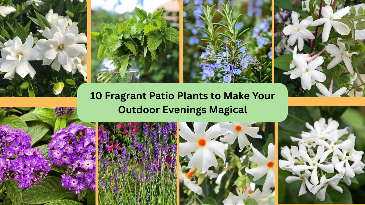 10 Fragrant Patio Plants to Make Your Outdoor Evenings Magical