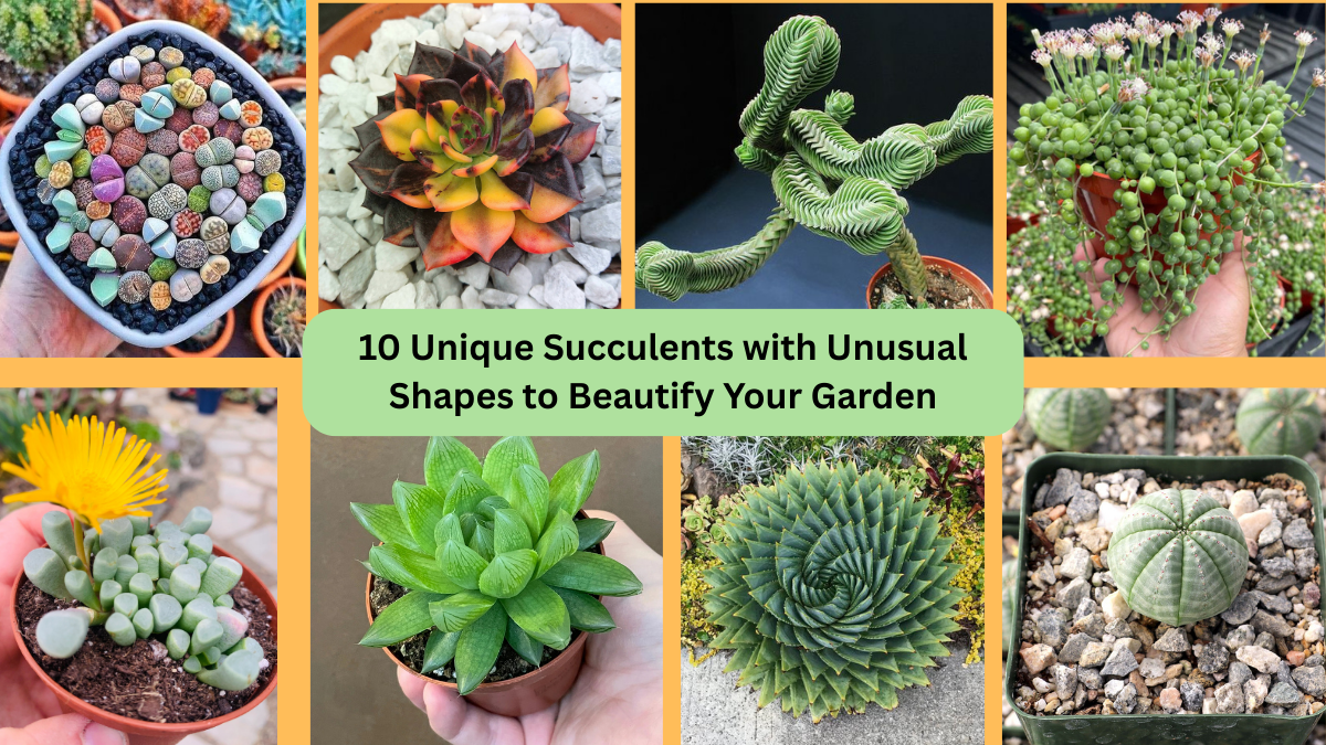 10 Unique Succulents with Unusual Shapes to Beautify Your Garden