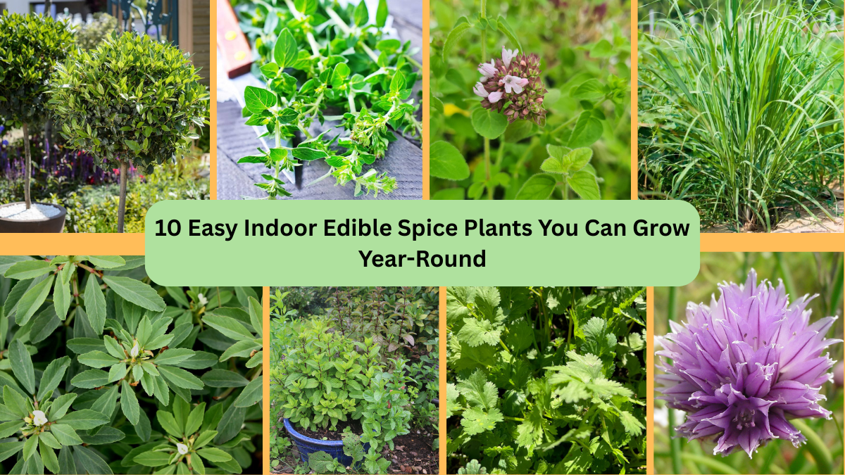 10 Easy Indoor Edible Spice Plants You Can Grow Year-Round