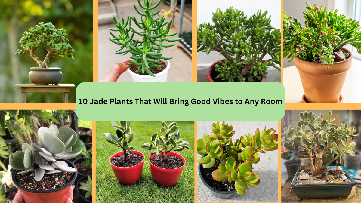 10 Jade Plants That Will Bring Good Vibes to Any Room