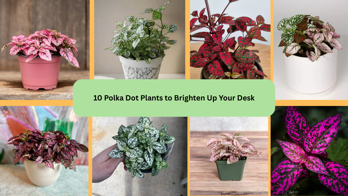 10 Polka Dot Plants to Brighten Up Your Desk