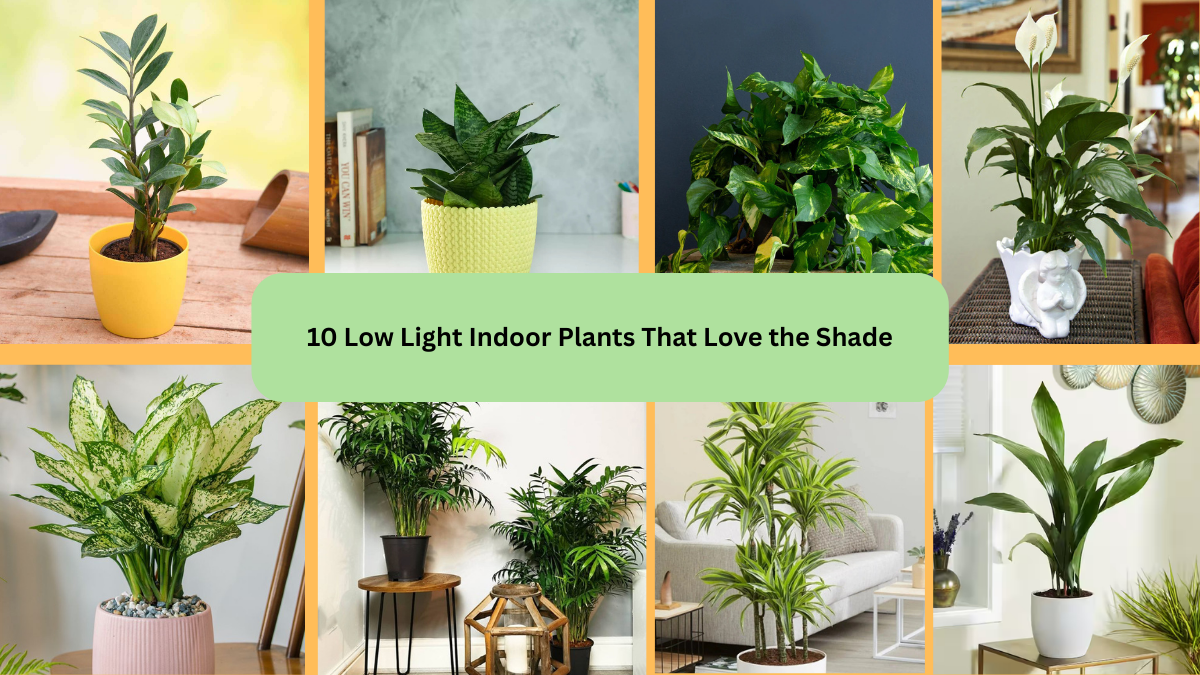 10 Low Light Indoor Plants That Love the Shade