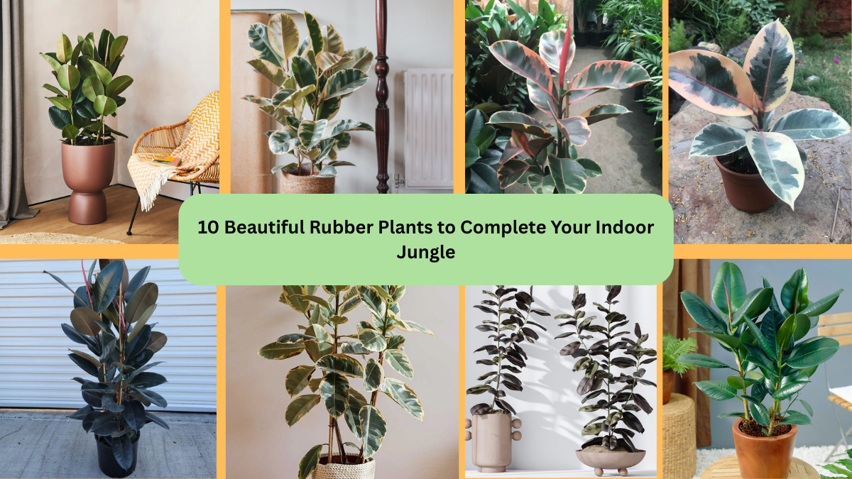 10 Beautiful Rubber Plants to Complete Your Indoor Jungle