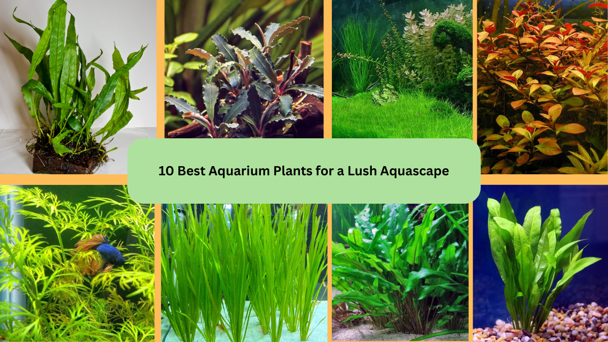 10 Best Aquarium Plants for a Lush Aquascape