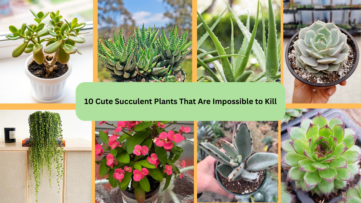 10 Cute Succulent Plants That Are Impossible to Kill