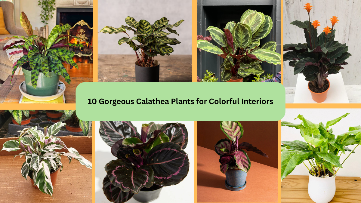 10 Gorgeous Calathea Plants for Colorful Interiors