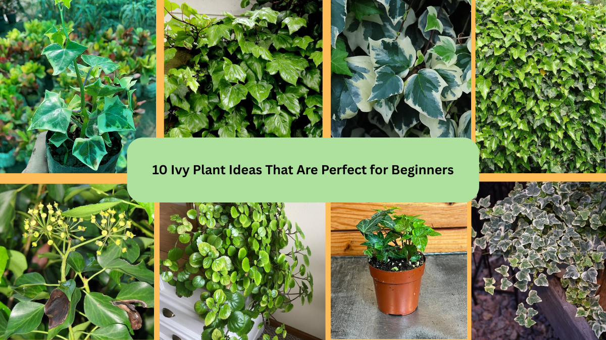 10 Ivy Plant Ideas That Are Perfect for Beginners