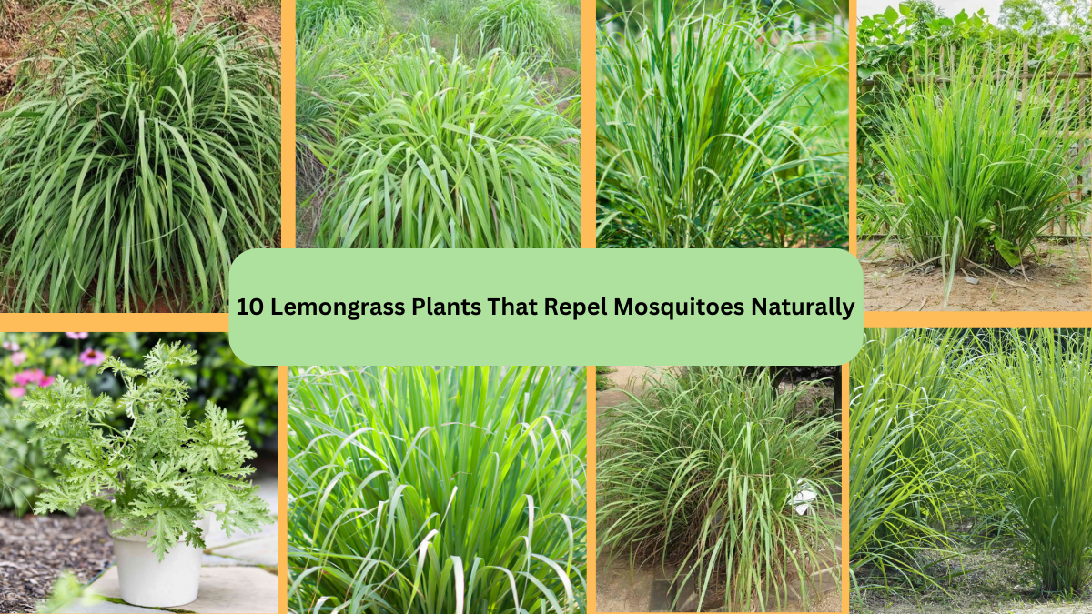 10 Lemongrass Plants That Repel Mosquitoes Naturally