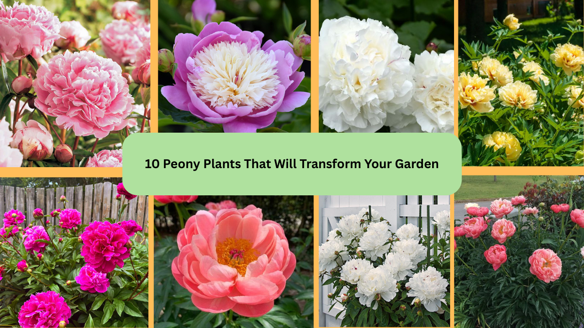 10 Peony Plants That Will Transform Your Garden