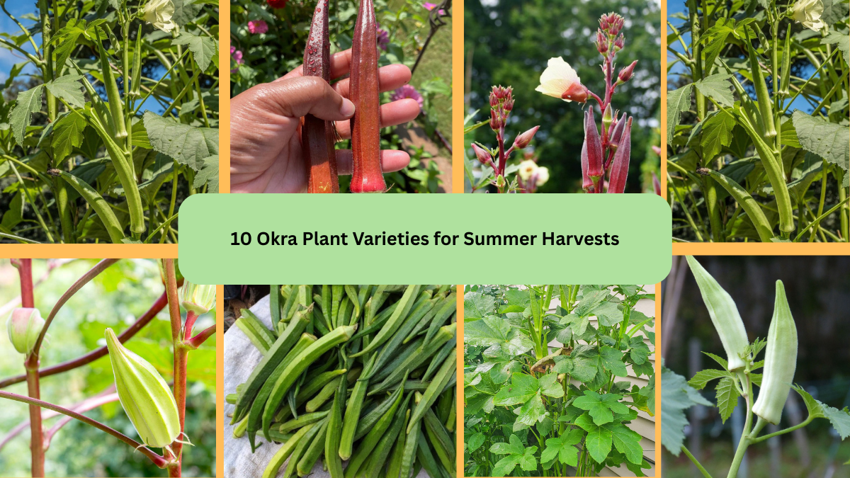 10 Okra Plant Varieties for Summer Harvests