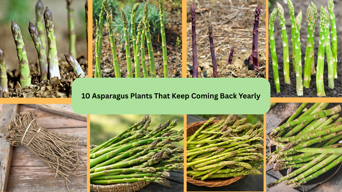 10 Asparagus Plants That Keep Coming Back Yearly