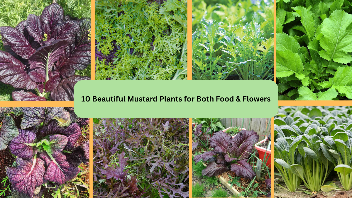 10 Beautiful Mustard Plants for Both Food & Flowers