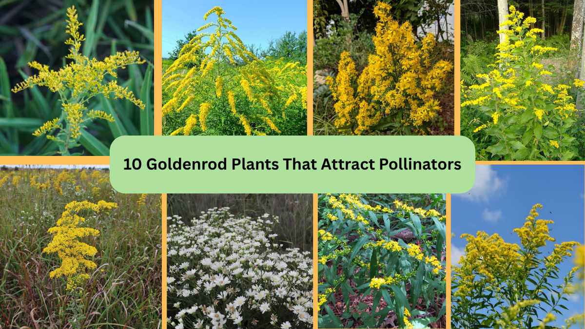 10 Goldenrod Plants That Attract Pollinators