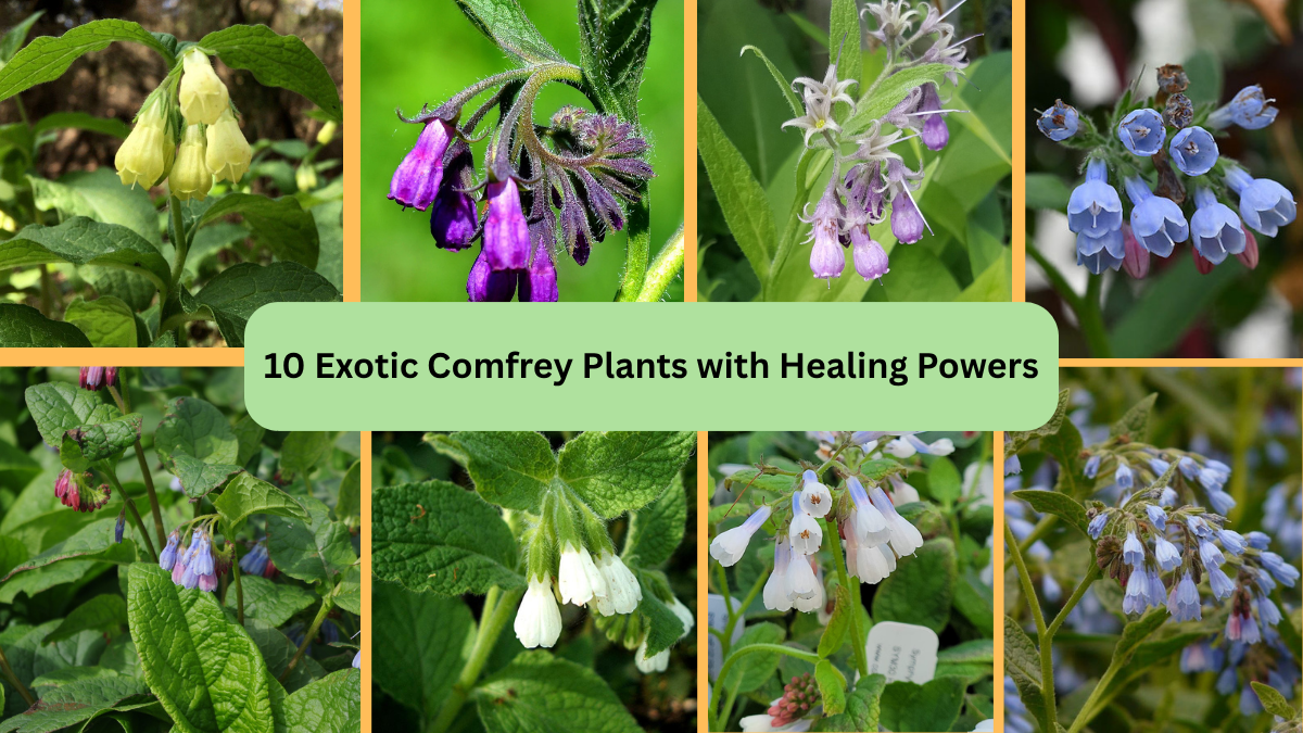 10 Exotic Comfrey Plants with Healing Powers