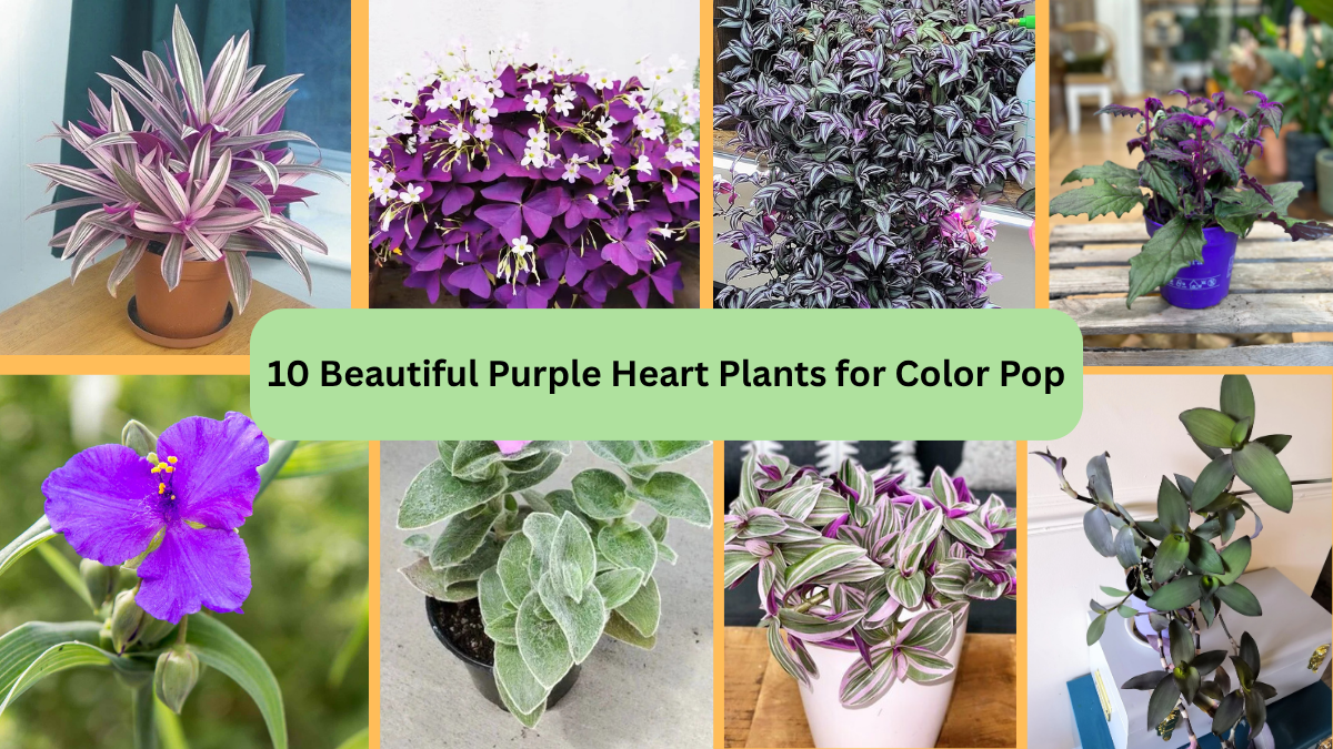 10 Beautiful Purple Heart Plants for Color Pop