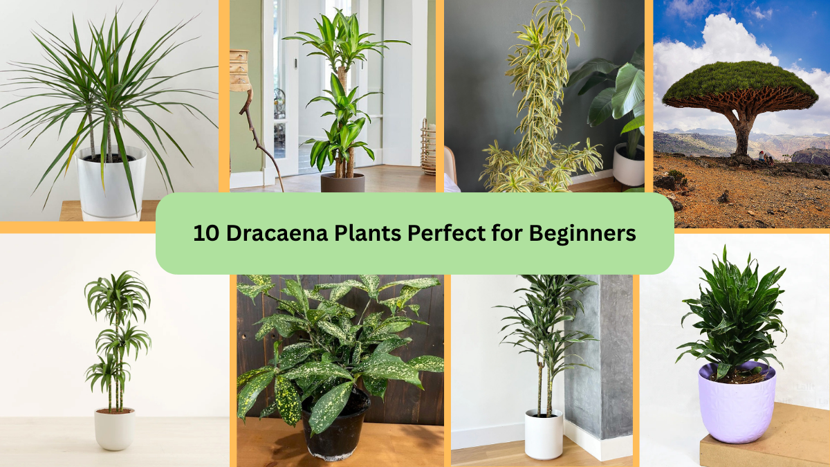 10 Dracaena Plants Perfect for Beginners