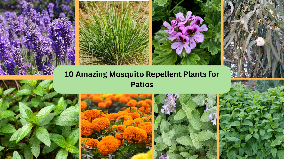10 Amazing Mosquito Repellent Plants for Patios