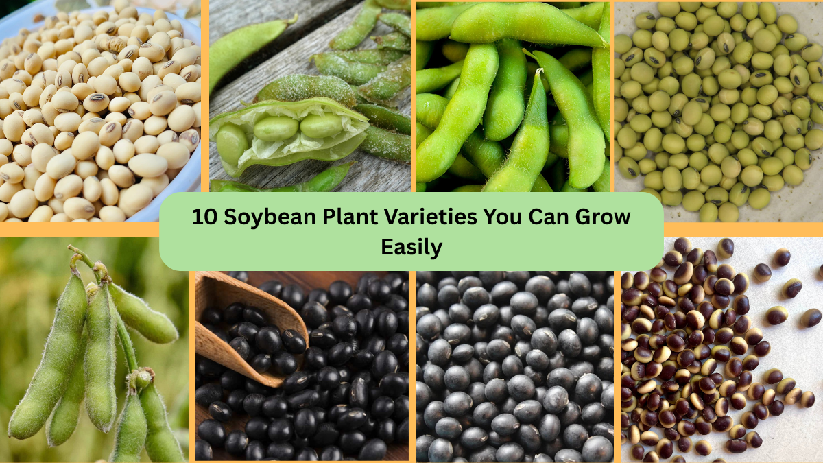 10 Soybean Plant Varieties You Can Grow Easily