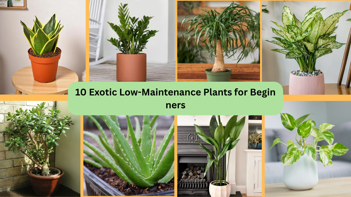 10 Exotic Low-Maintenance Plants for Beginners