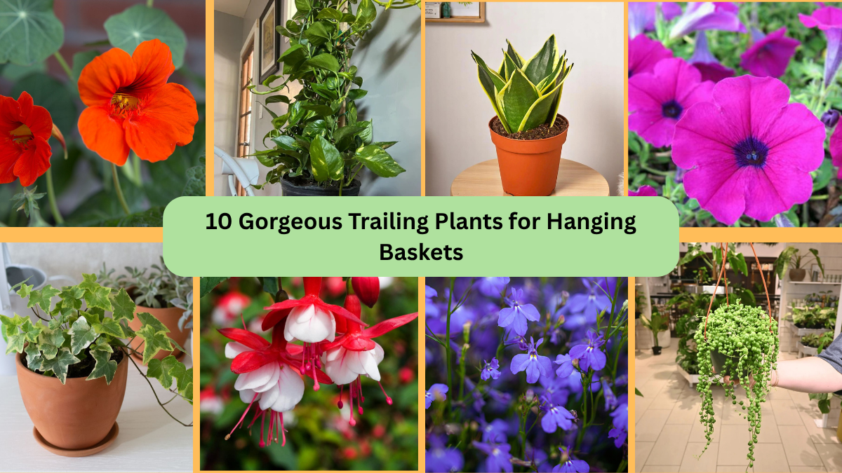 10 Gorgeous Trailing Plants for Hanging Baskets