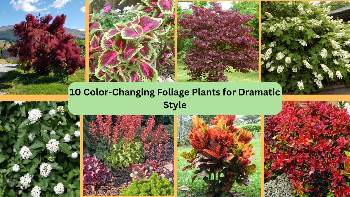 10 Color-Changing Foliage Plants for Dramatic Style