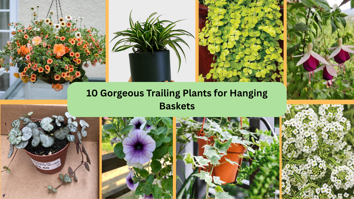 10 Gorgeous Trailing Plants for Hanging Baskets