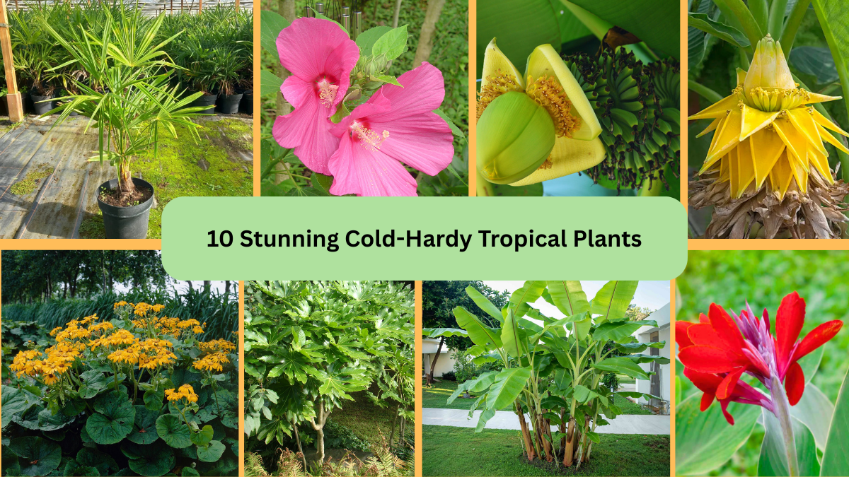 10 Stunning Cold-Hardy Tropical Plants