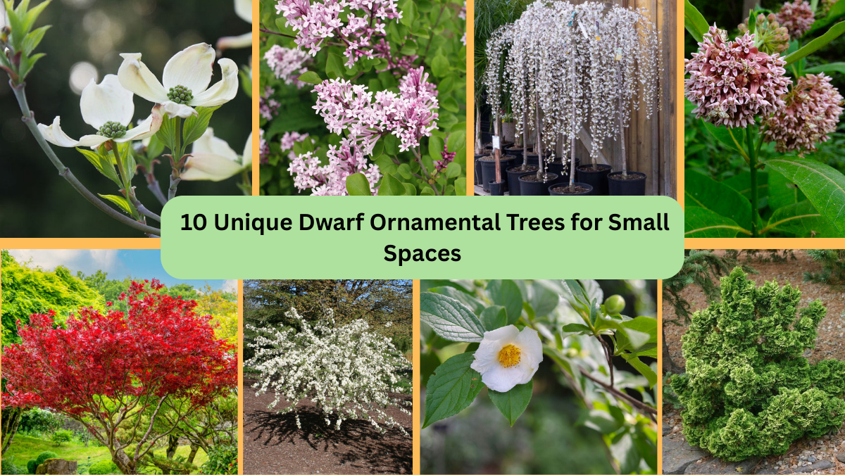 10 Unique Dwarf Ornamental Trees for Small Spaces