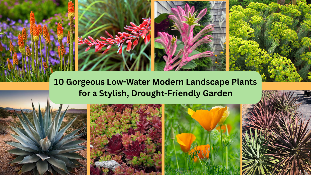 10 Gorgeous Low-Water Modern Landscape Plants for a Stylish, Drought-Friendly Garden