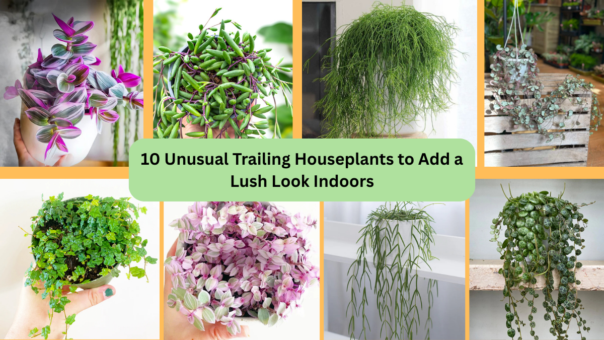 10 Unusual Trailing Houseplants to Add a Lush Look Indoors