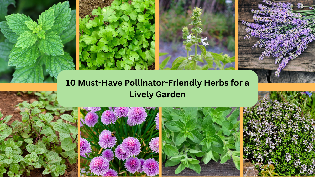 10 Must-Have Pollinator-Friendly Herbs for a Lively Garden