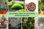 10 Low-Water Indoor Terrarium Plants Perfect for Easy Care