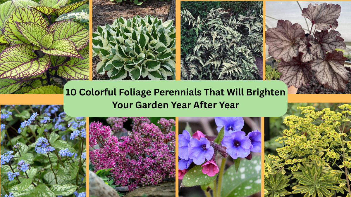 10 Colorful Foliage Perennials That Will Brighten Your Garden Year After Year