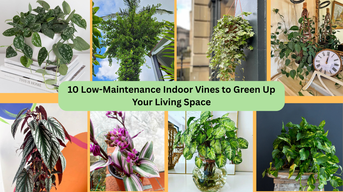 10 Low-Maintenance Indoor Vines to Green Up Your Living Space