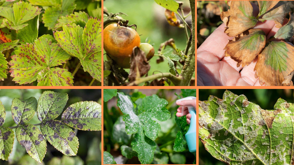 10 Tips to Identify Common Plant Diseases