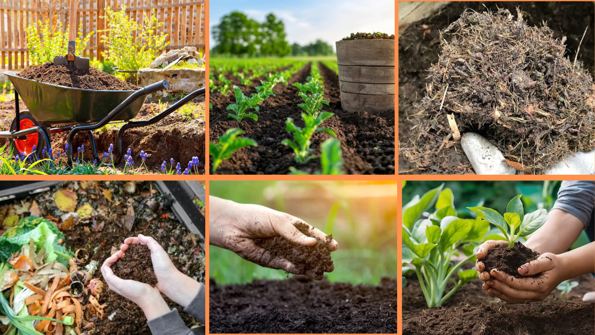 10 Tips to Use Compost for Healthier Plants
