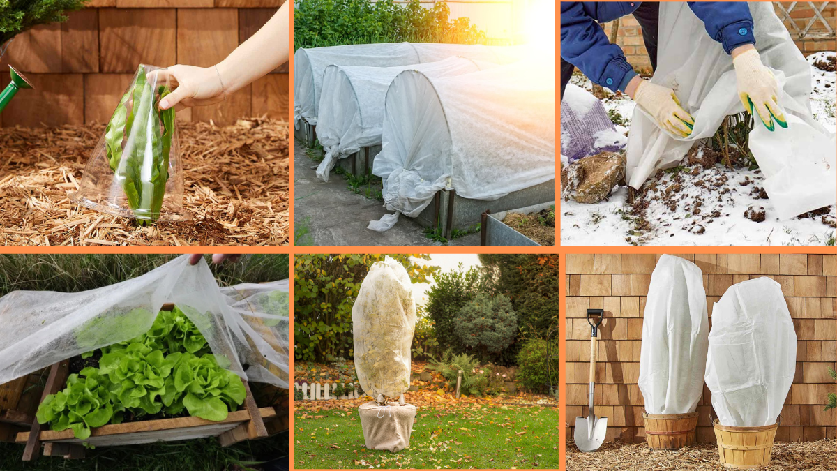 10 Tips to Protect Plants from Frost