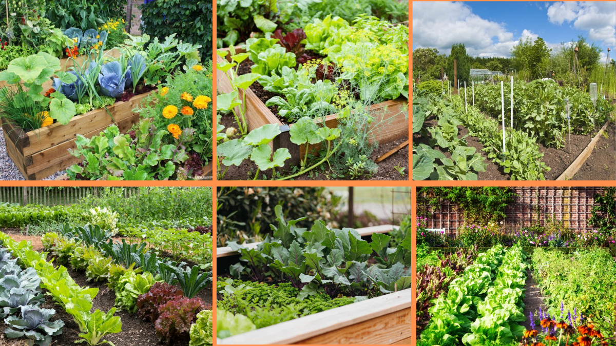 10 Tips to Start a Vegetable Garden with Flowers: A Beautiful, Productive Outdoor Space