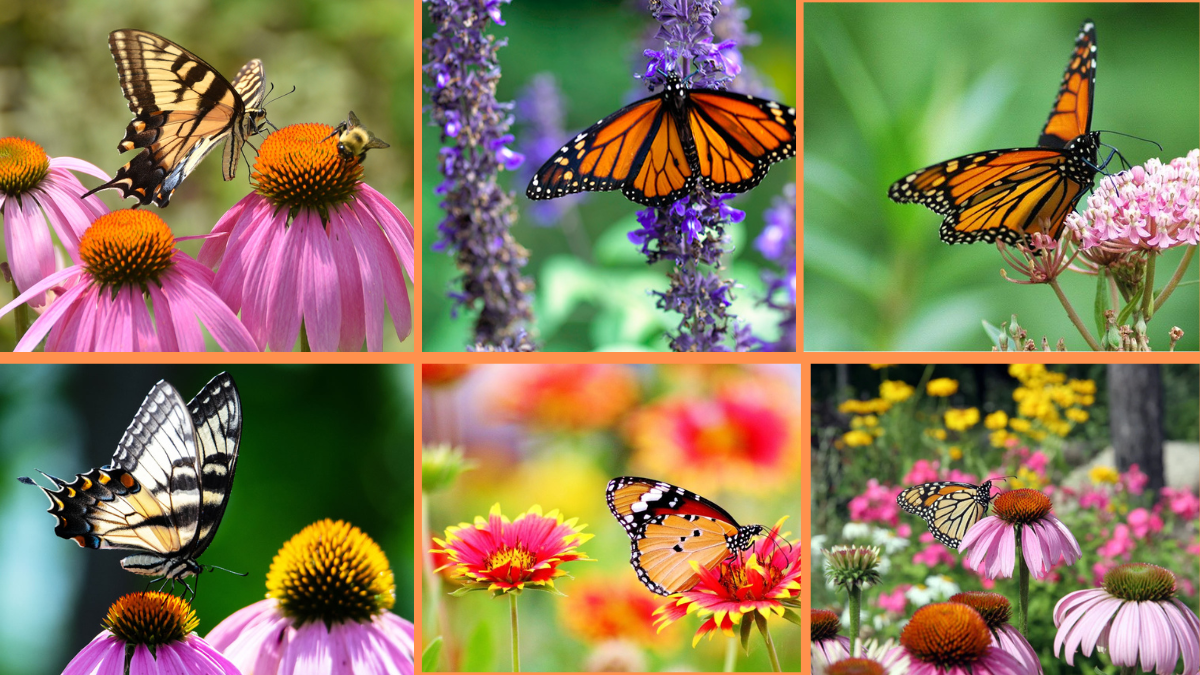 10 Tips to Plant Flowers for Pollinators: Create a Buzzing, Beautiful Garden